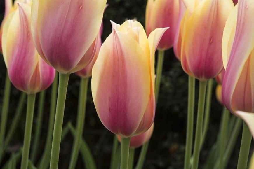 Tulipanes 3- Fotos de flores - Foto decorativa - Wit Lab